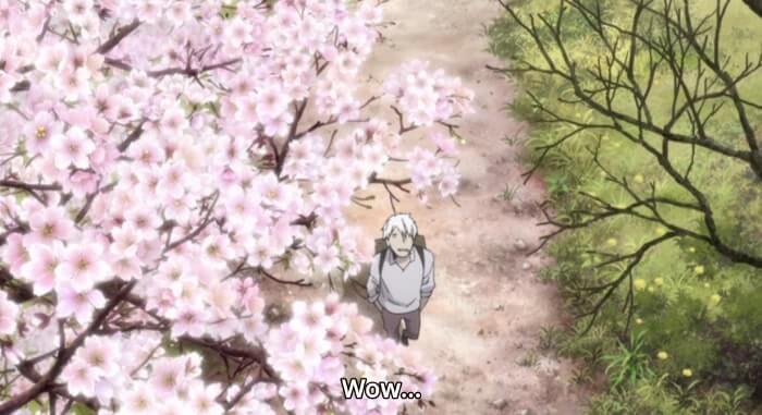 Ginko impressionado com flores de cerejeira abundantes